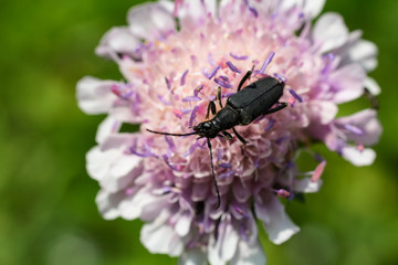 Small bug on flower blossom, macro photo