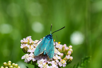 Nice blue butterfly on flower blossom, macro photo with blured background