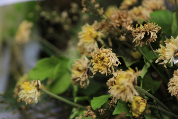 Close up of dried withered flower bouquet with Chrysanthemum.