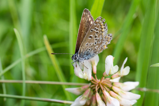 Nice blue butterfly sit on flower blossom, macro photo