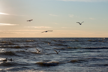 Seagulls at Baltic sea coast.