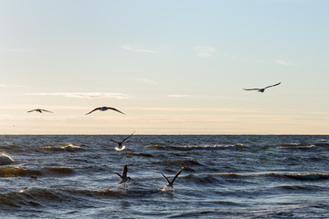 Seagulls at Baltic sea coast.
