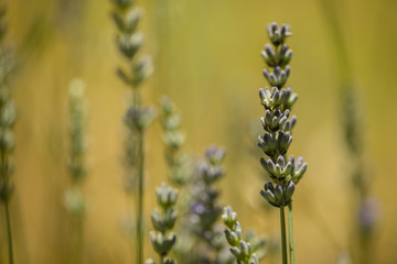 Lavander blue flowers close up