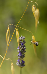 Lavander blue flowers close up