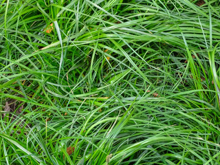 Grass young fresh forest background