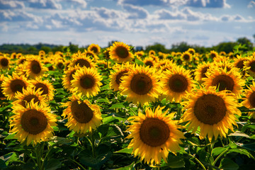 Vibrant sunflower field close up panorama in summer 
