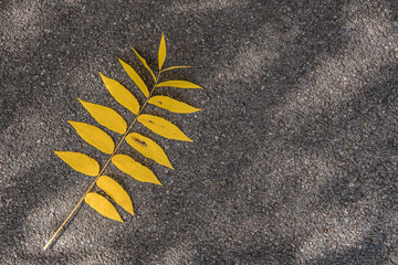 Yellow autumn leaf on the asphalt top view