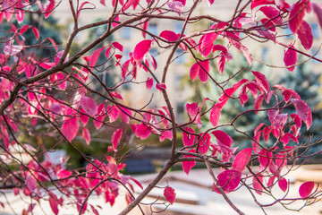 Autumn trees. Colored autumn leaves in the park