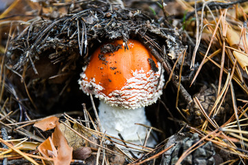 Amanita Muscaria, poisonous mushroom. Inedible mushroom. Photo has been taken in the natural forest.
