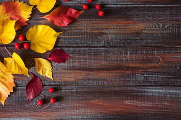 Autumn colored leaves top view copy space