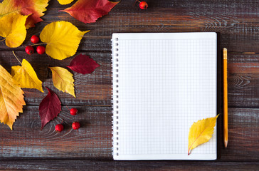 Autumn colored leaves top view copy space