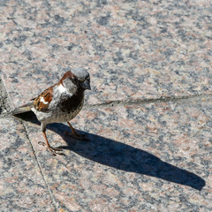 Sparrow on the pavement