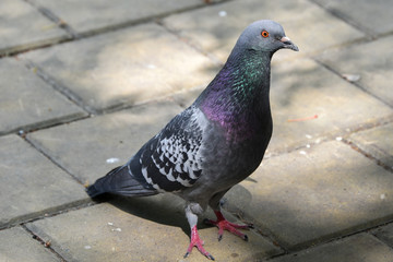 Pigeon funny pose
