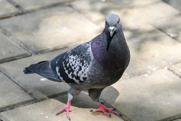Pigeon funny pose