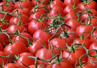 Garden fresh tomatoes