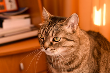 Portrait of a cat