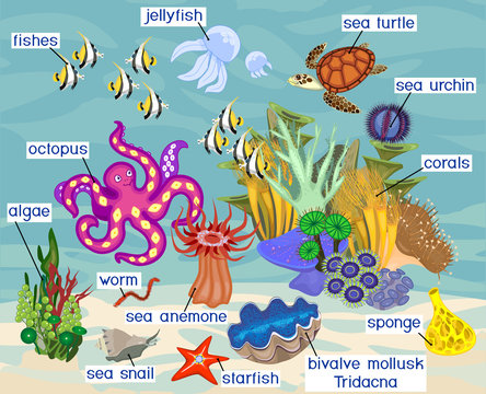 Ecosystem of coral reef with different marine inhabitants with titles