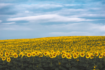 Obraz premium Sunflower field