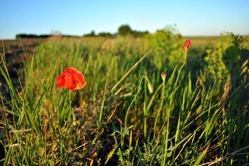 Red wild poppy flower blooming in grass meadow background, line of horizon and bright blue sky