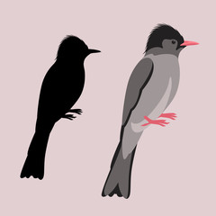 himalayan  black bulbul  bird vector illustration flat style black silhouette 