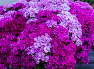 Beautiful flowers of student carnations in a huge bouquet.