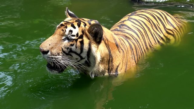 4K Movie of The Bengal tiger, also called the royal Bengal tiger (Panthera tigris), is the most numerous tiger subspecies. It is the national animal of both India and Bangladesh.
