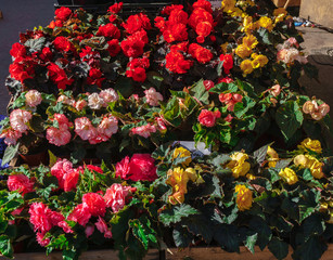 flower seedlings for sale on the market