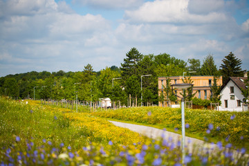 Fototapeta premium Compensation area in the new development area, wildflower meadow