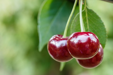 ripe cherries on the tree