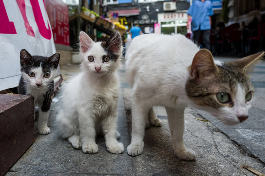 A street cat in Istanbul