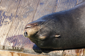 A sea lion lies lazily on a raft and bathes in the sun. Sea Lions at San Francisco Pier 39 Fisherman's Wharf has become a major tourist attraction.