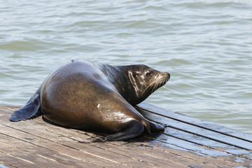 Fototapeta premium A sea lion lolls in the sun. Sea Lions at San Francisco Pier 39 Fisherman's Wharf has become a major tourist attraction.