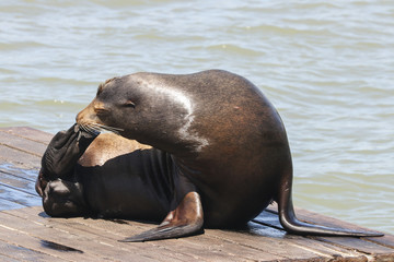Fototapeta premium A sea lion is scratching its snout. Sea Lions at San Francisco Pier 39 Fisherman's Wharf has become a major tourist attraction.
