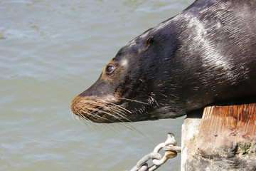 A sea lion is interested in looking down from a pontoon into the water. Sea Lions at San Francisco Pier 39 Fisherman's Wharf has become a major tourist attraction.