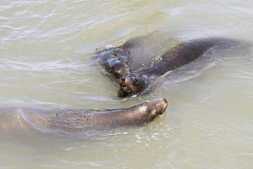 Fototapeta premium Three sea lion swimming around in the sea. Sea Lions at San Francisco Pier 39 Fisherman's Wharf has become a major tourist attraction.