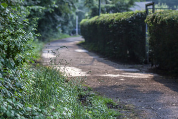 Lonely path with high hedges in the city in Germany.
