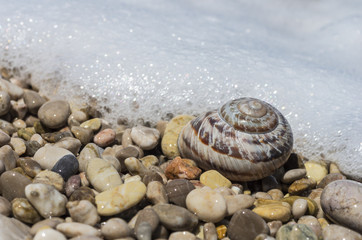 Shell of a snail on the coast in a sea foam close-up