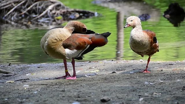 Alopochen aegyptiaca, Egyptian goose, bird, clean