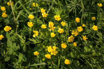 Buttercup against a background of green grass