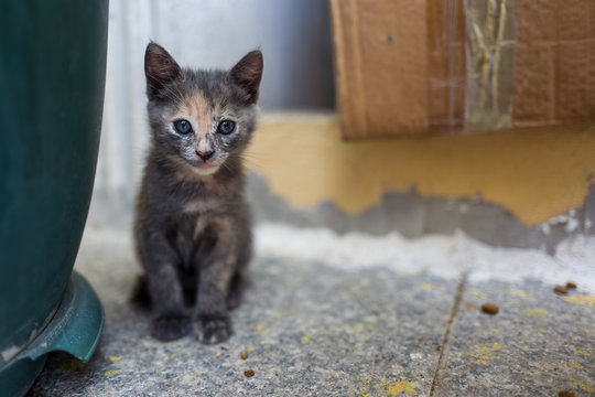 A street cat in Istanbul