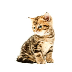 Fototapeta na wymiar British short hair kitten.
