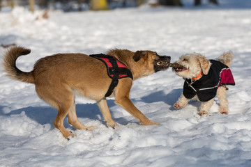 Zwei Hunde beim gemeinsamen Spiel
