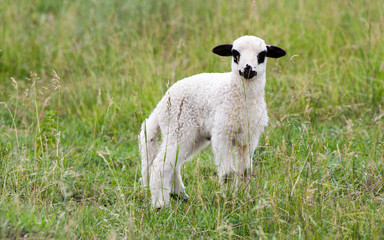 Obraz premium sheep and lambs in the grass