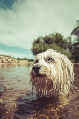 Havaneser beim baden
