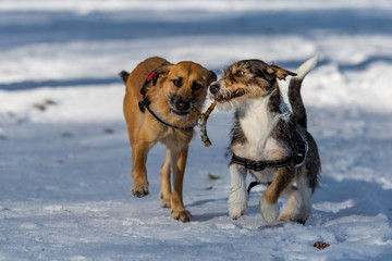 Hunde beim spielerischen Raufen