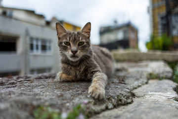 Naklejka premium A street cat in Istanbul
