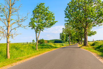 Cycling road to Seedorf village in countryside spring landscape with trees on roadside, Ruegen island, Baltic Sea, Germany