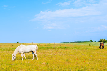 Naklejka na ściany i meble White horse grazing on meadow in countryside spring landscape, Ruegen island, Baltic Sea, Germany