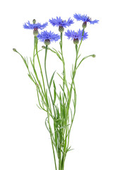 Bouquet of blue cornflowers over white background