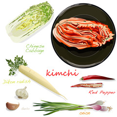Kimchi, traditional korean food. Illustration on white. Ingredients for kimchi.
